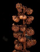 Pterospora andromedea 18-9399